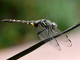 onychothemis 统计,蜻蜓,昆虫