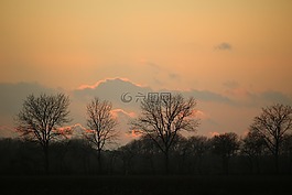 日落,冬天,樹木