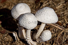菌類,白,蘑菇
