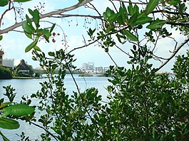 性質(zhì),綠色,植物