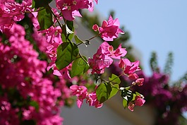鮮花,九重葛,粉紅色