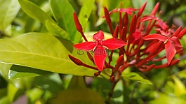 花,新cladas,鲜花