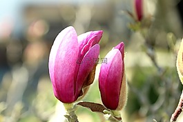 開花,樹,玉蘭