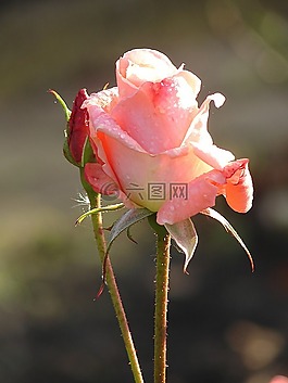玫瑰,鮮花,花