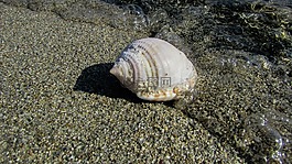 外殼,海灘,海
