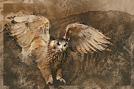 貓頭鷹,野生動物,鳥