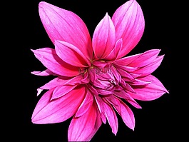 菊花,花,開花