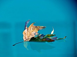 水,池,藍(lán)色