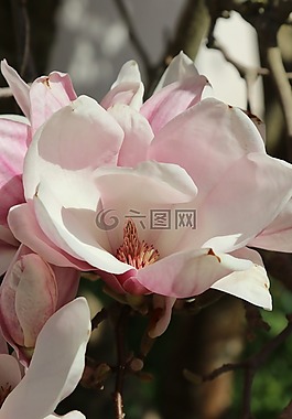 開(kāi)花,樹(shù),玉蘭