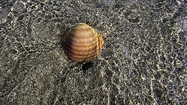 外殼,海灘,海
