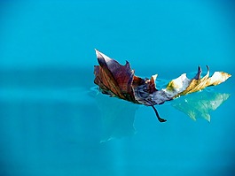 葉,水,池
