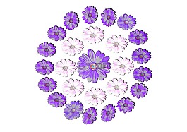 雛菊,鮮花,開花