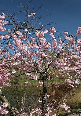 櫻桃,櫻花,湖