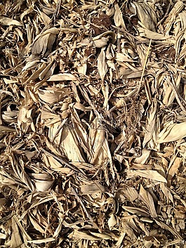 紋理,玉米桿,干草