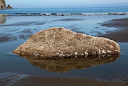 海洋,石