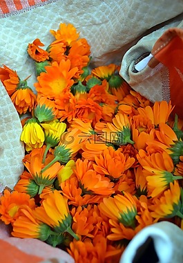 萬壽菊,花,橙