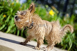 maltipoo,搖,狗