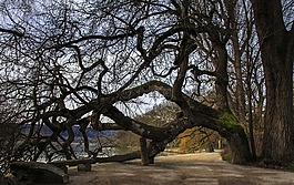 岛迈瑙,博登湖,冬天
