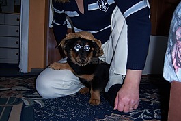 狗,動物,競賽