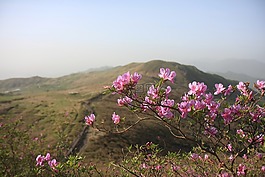 香峨眉山,映山紅,韓國