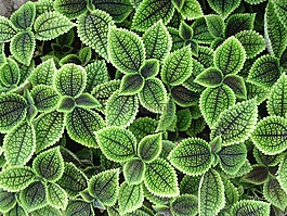植物,葉子,小草