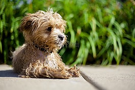 maltipoo,搖,放松