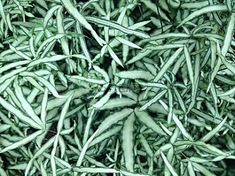植物,小草,葉子