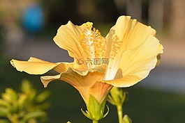 性質(zhì),花,黃色