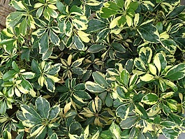植物,小草,葉子