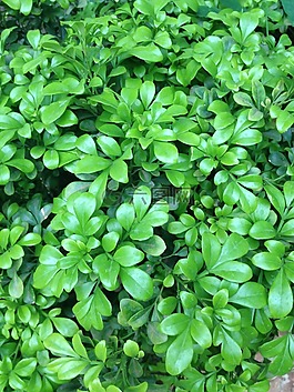 植物,小草,葉子