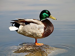 鴨,鳥,性質