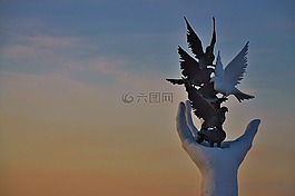 手,鴿子,鳥