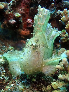 葉魚,動物,海洋