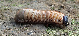 性質(zhì),戶外活動(dòng),動(dòng)物界