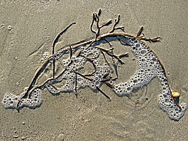 海藻,沙,泡沫