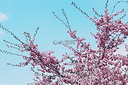 櫻桃,樹(shù),櫻花