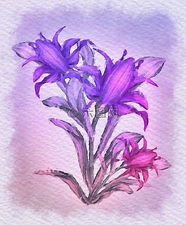 鮮花,花,紫色的小花