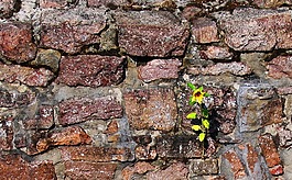 性質(zhì),太陽(yáng)花,墻