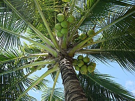 椰子,树,坚果