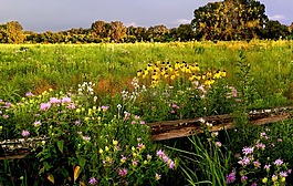 草原野花,beebalm,響尾蛇主