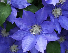 花,鐵線(xiàn)蓮,藍(lán)色