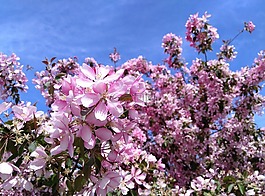 花,鮮花,春