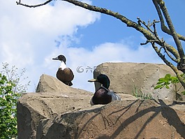 鴨,性質(zhì),巖