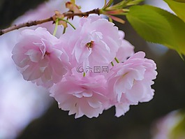 櫻桃,櫻花,雙櫻花