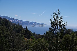 樹(shù),山,霧