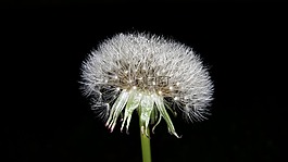 蒲公英,鮮花,性質