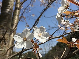 野櫻桃,櫻桃,春天的花朵