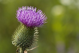性質(zhì),植物,花卉