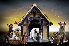 動物,狗,小狗