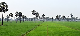 自然,草,全景